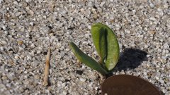Astragalus crotalariae