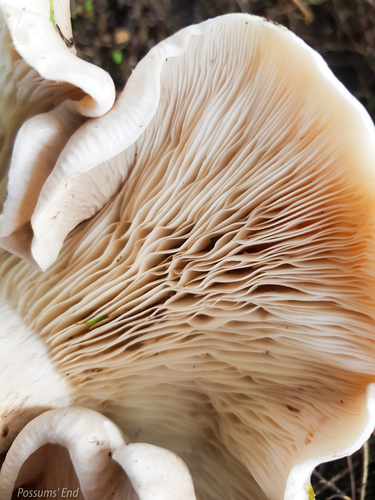 Pilkoji tauriabudė nuotrauka