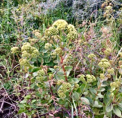 Hylotelephium telephium