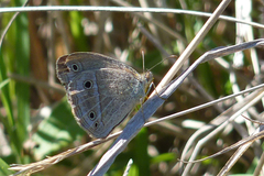 Stegosatyrus periphas