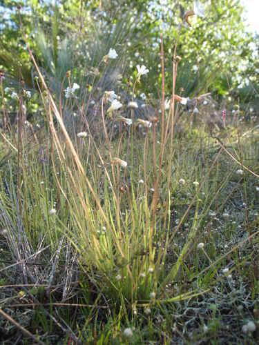 Thread-leaf butterwort