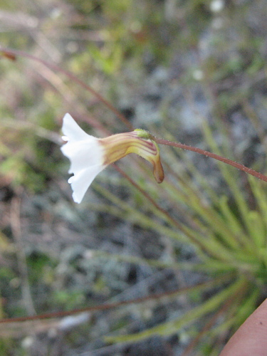Pinguicula filifolia