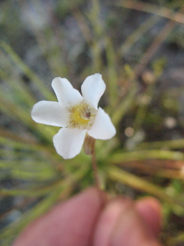 Pinguicula filifolia