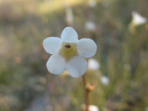 Pinguicula filifolia