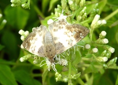 Polyctor cleta