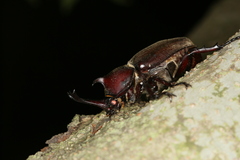 Trypoxylus dichotomus tsunobosonis