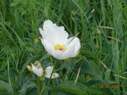 Chinese peony