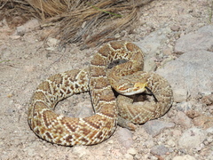 Crotalus basiliscus