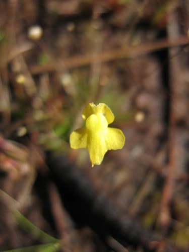 Zigzag Bladderwort