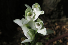 Chloraea membranacea
