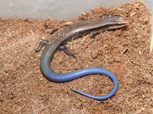 Mountain Skink