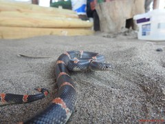 Rhinocheilus antonii