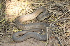 Thamnophis validus