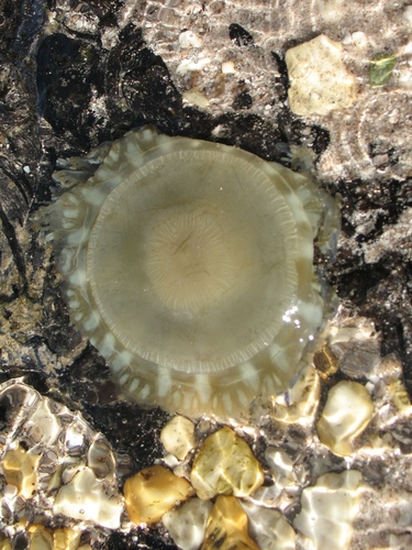Cassiopea xamachana