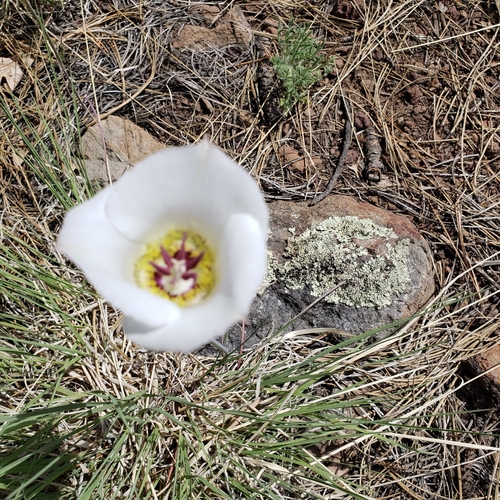 Image of Arizona Mariposa Lily (Calochortus ambiguus) by no rights reserved