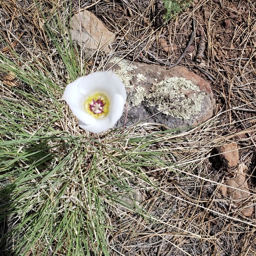Image of Arizona Mariposa Lily (Calochortus ambiguus) by no rights reserved