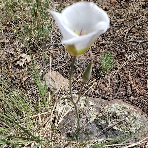 Image of Arizona Mariposa Lily (Calochortus ambiguus) by no rights reserved