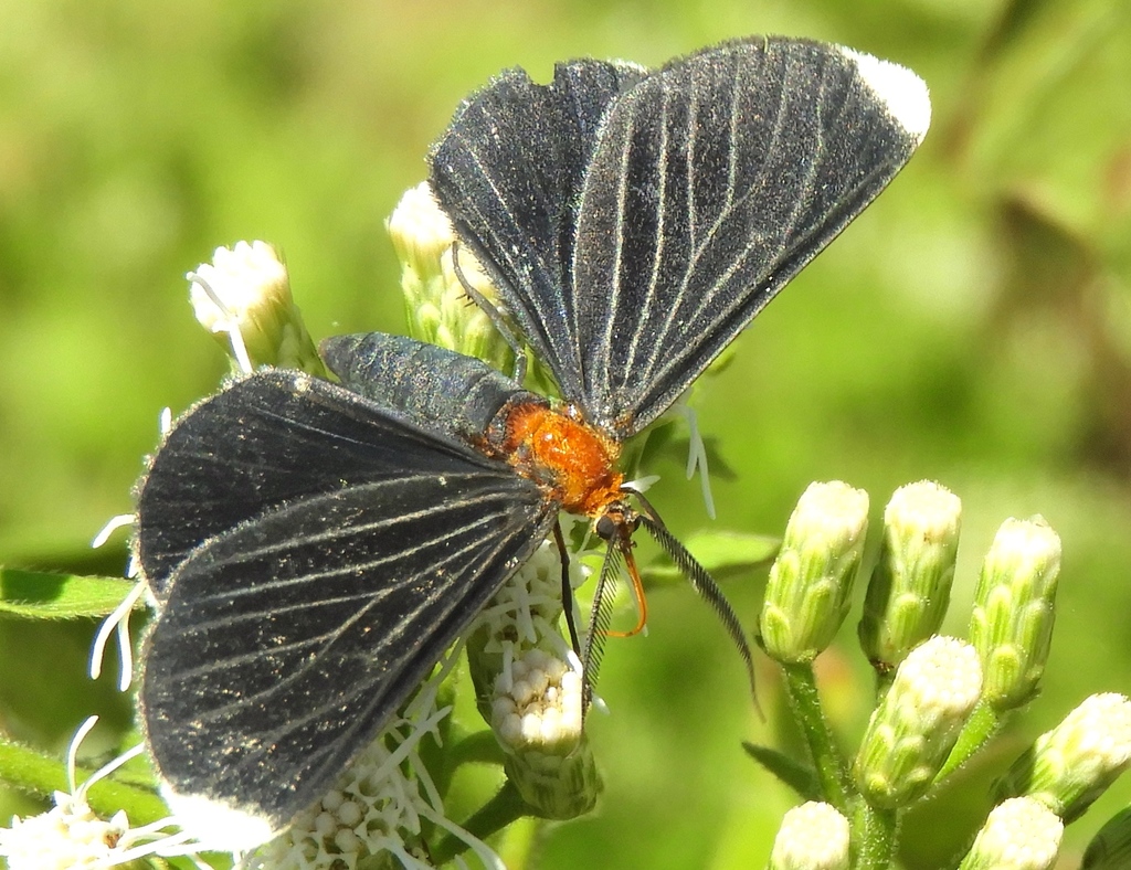 White-tipped Black