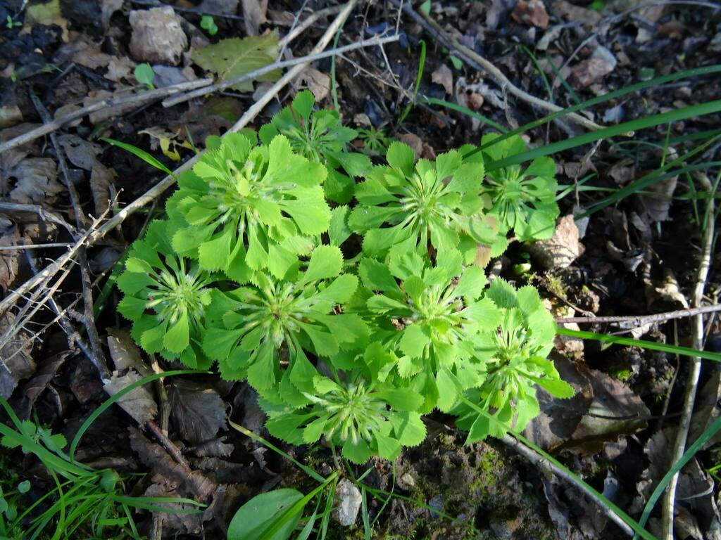 Circaeaster agrestis