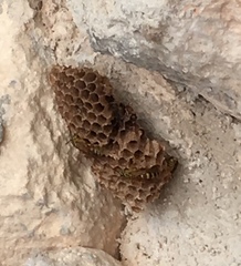 Mischocyttarus basimacula