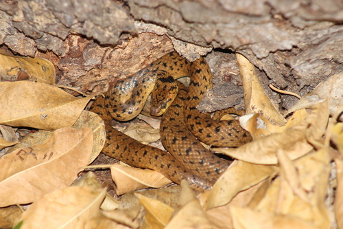 Western Cat-eyed Snake