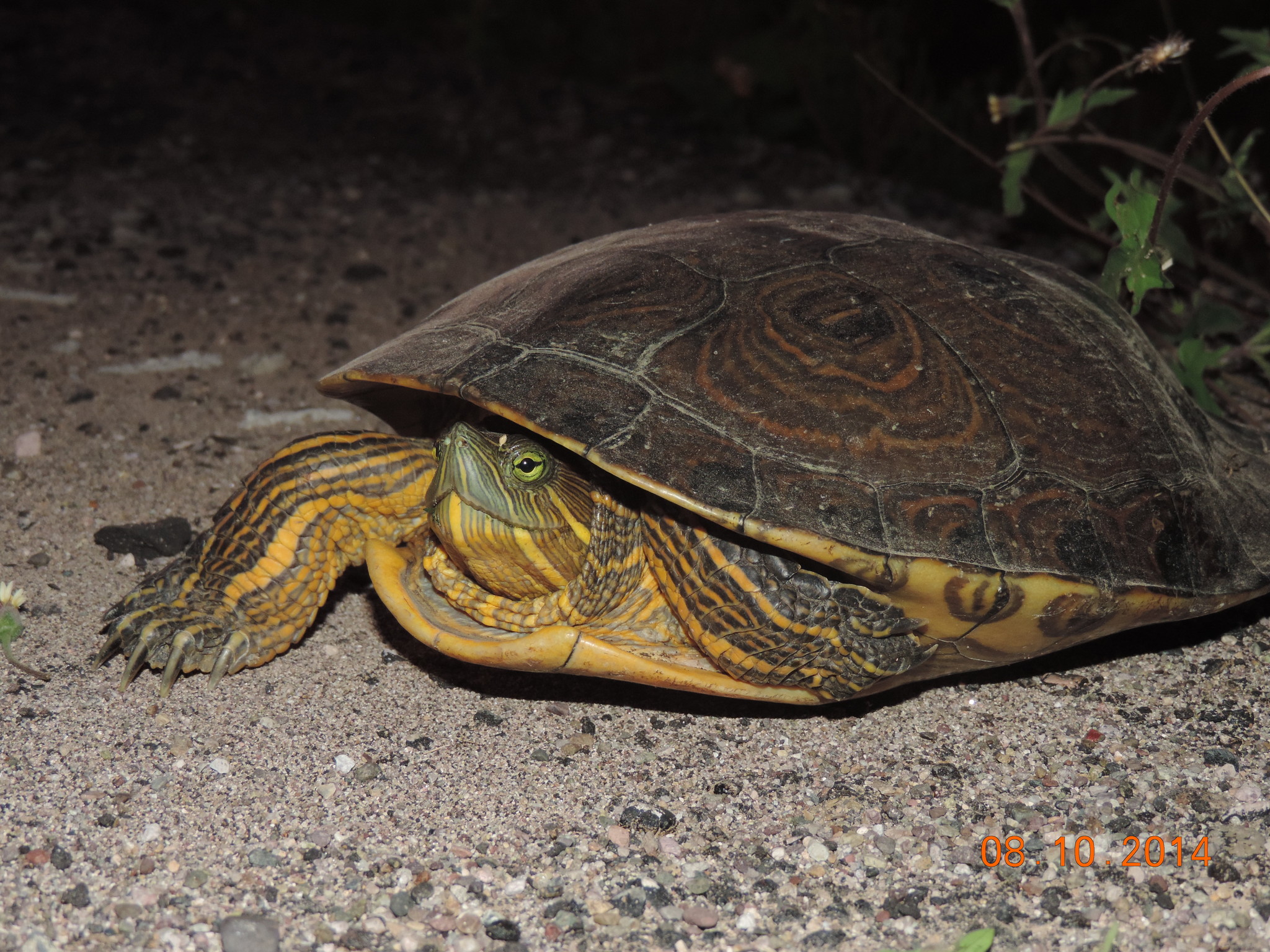 Ornate Slider (Trachemys ornata) · iNaturalist