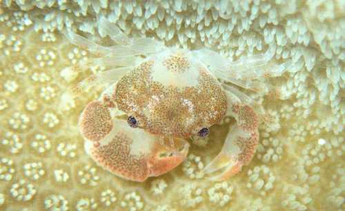 Cherusius triunguiculatus observed 2023-06-01
