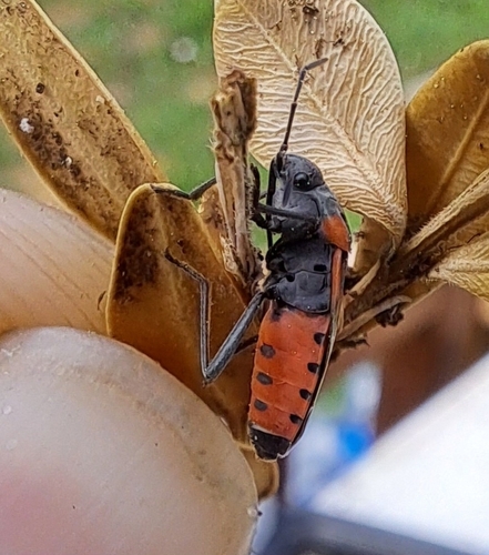 Small Milkweed Bug, photo 4 of 8