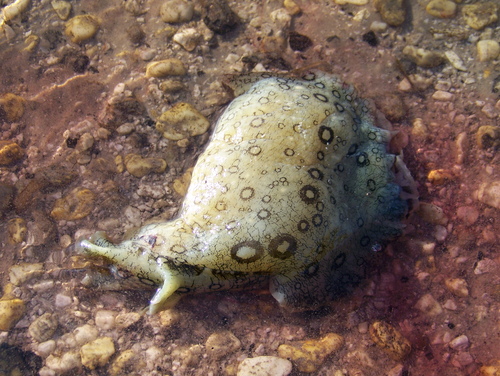 spotted seahare