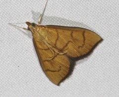 Anania perflavalis