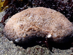 Athyonidium chilensis