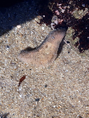 Athyonidium chilensis