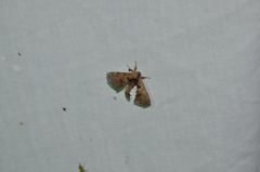 Apatelodidae