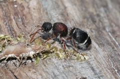 Ephutomorpha dorsigera