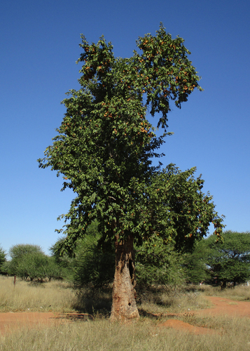 Combretum zeyheri image