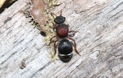 Ephutomorpha dorsigera