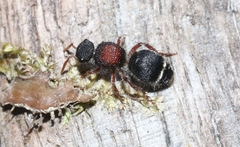 Ephutomorpha dorsigera