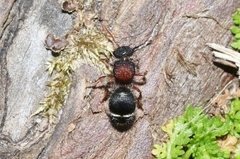 Ephutomorpha dorsigera