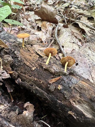 Agaricineae