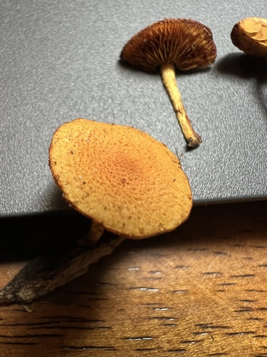 Agaricineae (Photo 2 of 4)