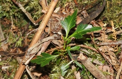 Phyllocladus aspleniifolius