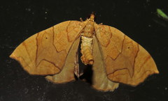 Eulithis