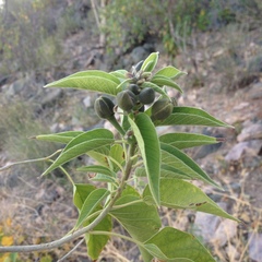 Ipomoea arborescens
