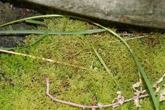 Eurhynchium muriculatum