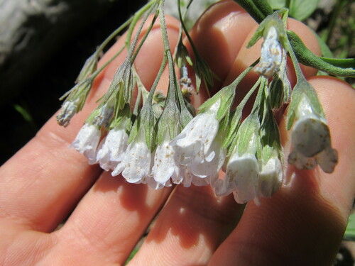 Image of Mertensia fendleri by (c) Anders Hastings, some rights reserved (CC BY)