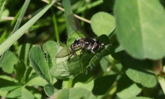 Austrosyrphus