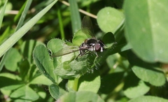 Austrosyrphus
