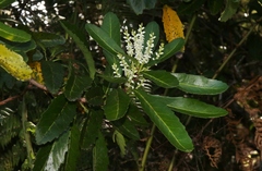 Cenarrhenes nitida