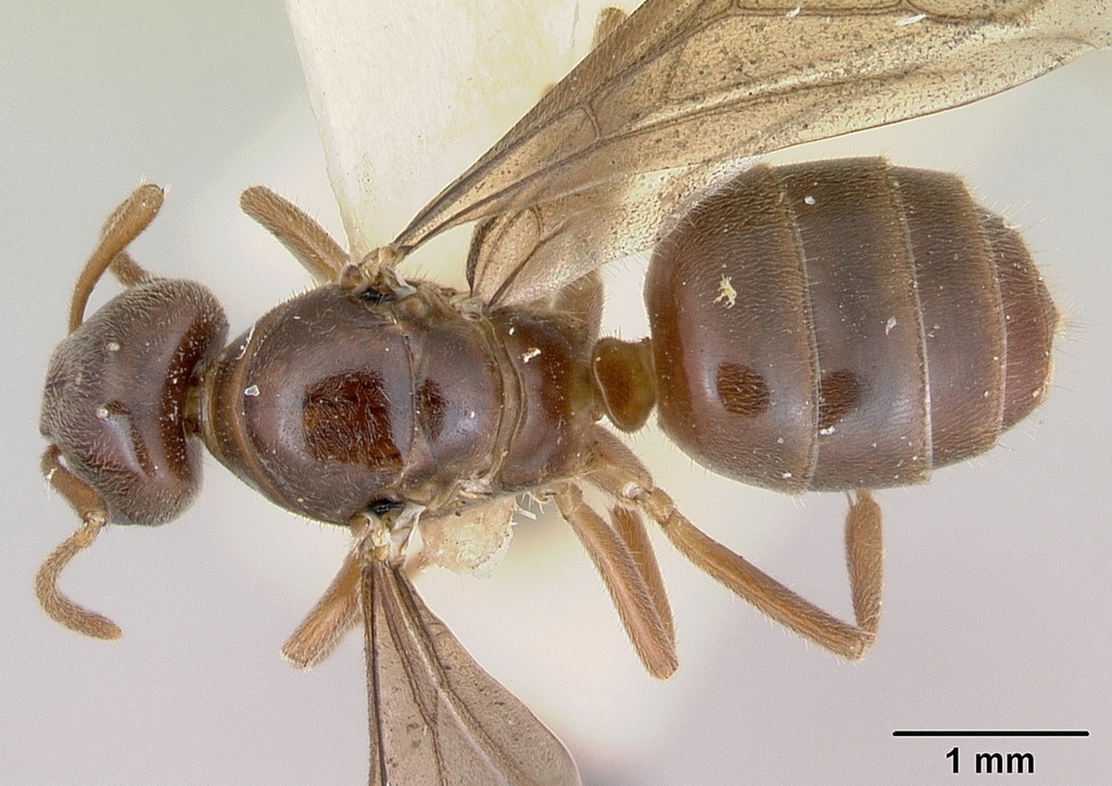 Charleston Ant