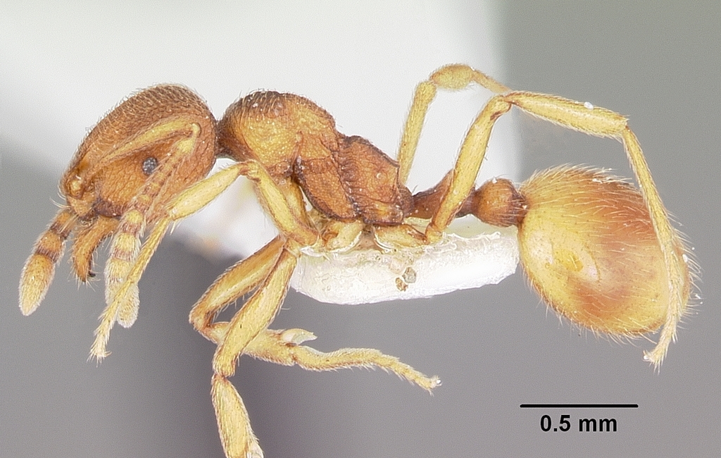Stenamma wheelerorum